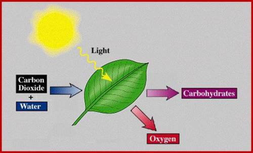 explain a model that explains the role of photosynthesis in transforming energy. Include the terms p