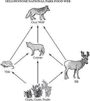 1. Create a food web based on the information provided in the article. Include the following organis