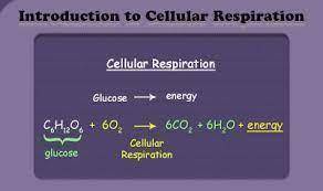 Refer to the diagram provided. This cell can conduct cellular respiration. Name a product of cellula