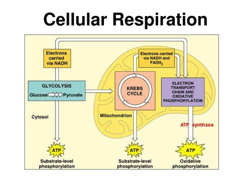 Which is the product of cellular respiration?