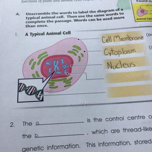 What are the different parts of an animal cell