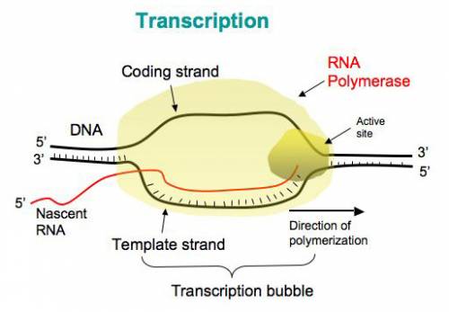 Copying of the information in dna into rna, which can exit the nucleus is called