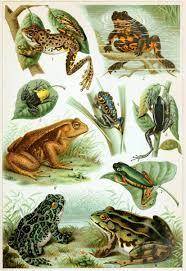 Which order of amphibian contains frogs and toads?