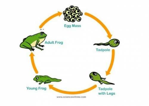 Amphibians spend a portion of their life on land and a portion in the water. identify three ways tha