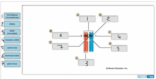 Genes and chromosomes. can you label these chromosomes with the correct genetic terms?