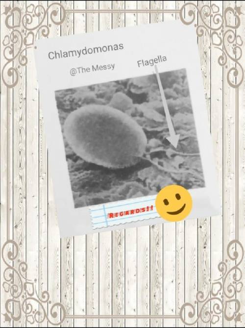 What is Chlamydomonas?