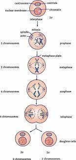 Explain how mitosis maintains the chromosome number

of the original cells when forming new cells.