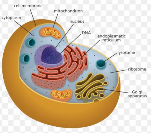 Purpose of the Golgi complex.