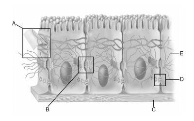 Which letter indicates tunnel-like junctions in the lateral membranes of adjacent epithelial cells?