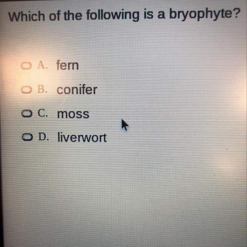 Which of the following is a bryophyte