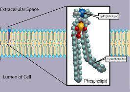 Why are phospholipids of the plasma membrane oriented such that their heads are at the membrane surf