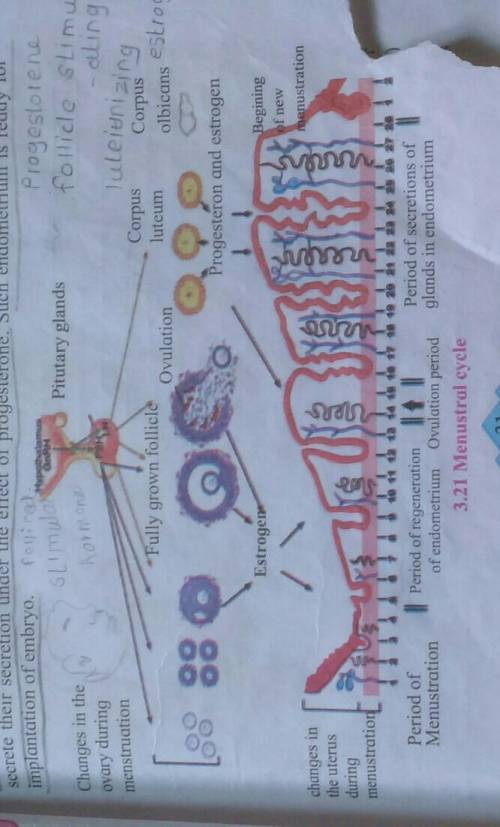 With the help of labelled diagram explain the menstrual cycle in adolescent girls​