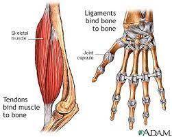 Which of the following would be most likely to happen if a major joint, such as the

elbow, did not