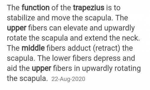 What is the primary function of the Superior Trapezius?