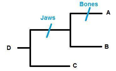 Consider the generalized cladogram of fish. a fossilized fish is found that has jaws but no true bon