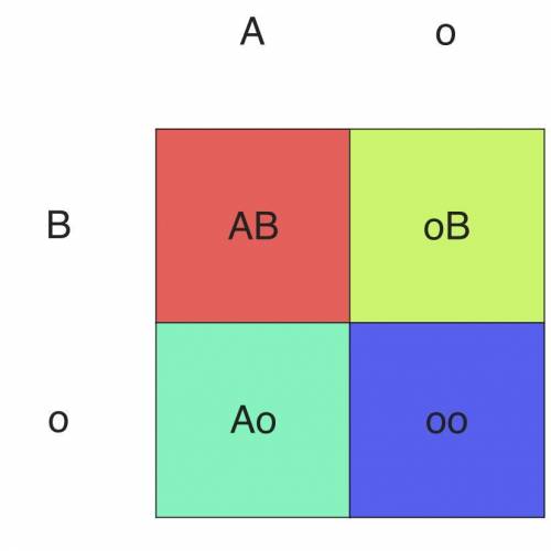 In humans, the A allele codes for Type A blood, the B allele codes for Type B blood, and the o