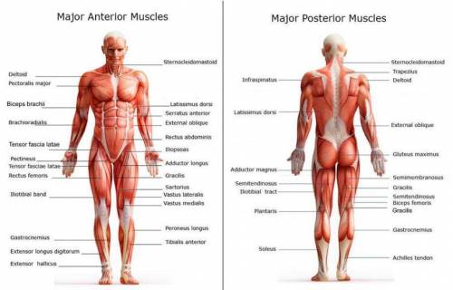 What are the 6 back view muscles of the body?
