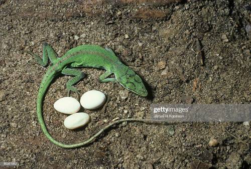 Which vertebrate lays its eggs on land?  a. lizard b. frog c. newt d. catfish