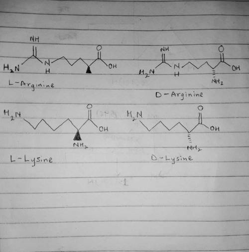 Explain why serine proteases do not catalyze hydrolysis if the amino acid at the hydrolysis site is