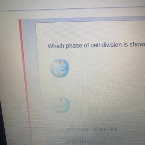 Which phase of cell division is shown? HELP ASAP PLEASE