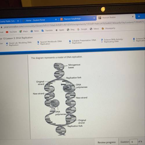 What can you conclude about DNA replication from this diagram?  A. Both original strand dare replica