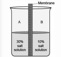 50 points The membrane does not allow salt particles to pass through. What will most likely be obser