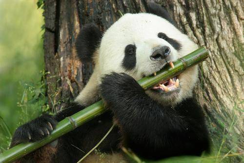 The giant panda is descended from carnivorous ancestors. However, meat became scarce in the giant pa