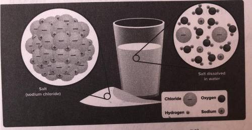 1. The picture above shows salt (NaCl). dissolved in water (H,O). Which statement is true? SC.6.N.1.