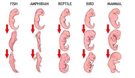 The image displays the embryological development of five groups of vertebrates. Based on the evidenc