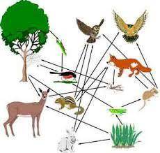 Consider the food web seen here. One member, the northern spotted owl, lives in cavities of trees in