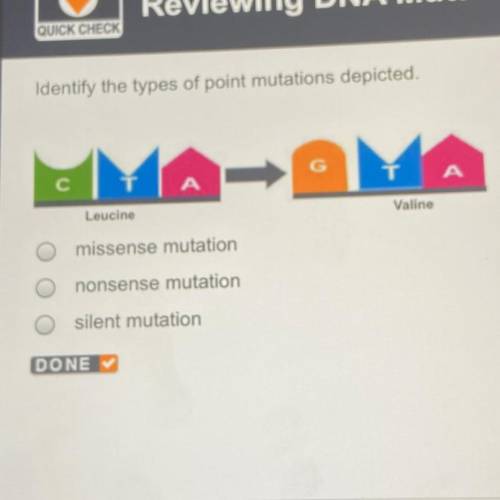 Identify the types of point mutations depicted.  Missense mutation Nonsense mutation Silent mutation