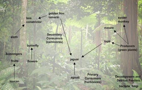Select all the correct answers. The image shows a rain forest ecosystem. The energy from plants, or