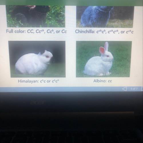 3. A breeder wants to mate a male Himalayan rabbit with a female to produce only Himalayan offspring