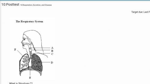 What is Structure C? epiglottis trachea larynx bronchi