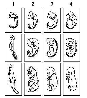 The diagram shows the embryo development of four vertebrates and suggests all of the following EXCEP