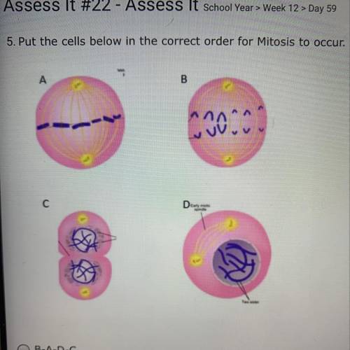 5. Put the cells below in the correct order for Mitosis to occur. A.) B-A-D-C B.) A-B-D-C C.) C-D-A-