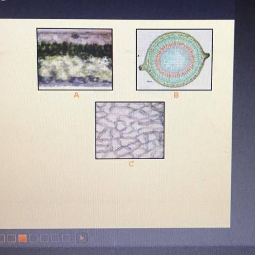 Identify the plant tissues in the three images  A  B  C