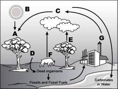 100 POINTS Look at the following diagram of the carbon cycle. Which of the following facts is best r