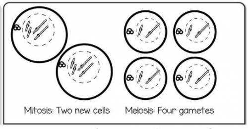 Compare the two pictures. These show the end of mitosis and meiosis. How are they different?
