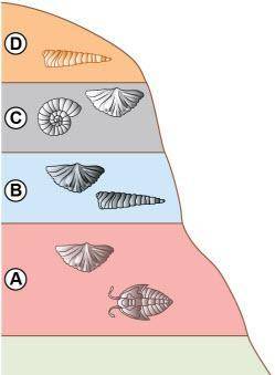 The diagram shows horizontal rock layers. Layer A is the bottom layer with image of a trilobyte and