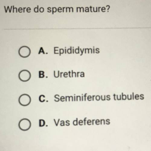 Where do sperm mature?

O A. Epididymis
O B. Urethra
O c. Seminiferous tubules
O D. Vas deferens
