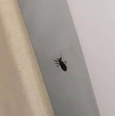 What type of bug is this?
