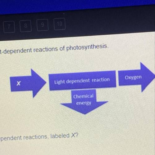 The diagram summarizes the light-dependent reactions of photosynthesis.

х
Light dependent reactio