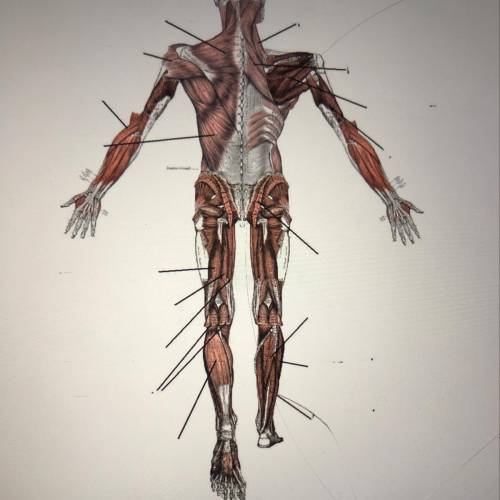 hi friends i need help can u plz label this diagram?? it’s the muscular system and it’s 4 in the mo