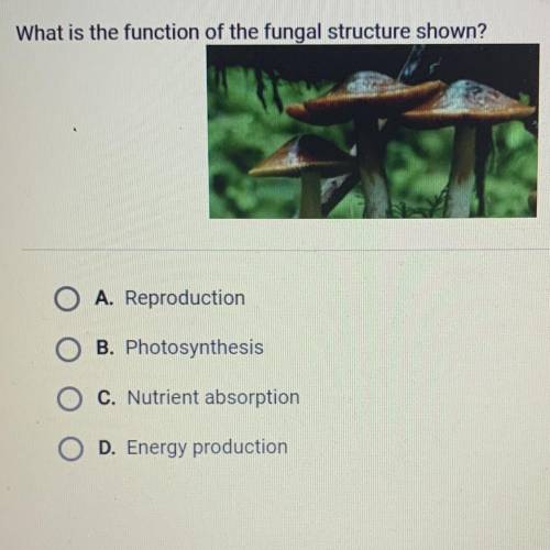 What is the function of the fungal structure shown?

A. Reproduction
B. Photosynthesis
C. Nutrient