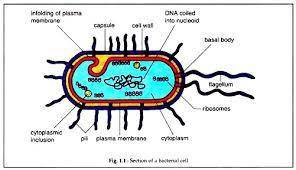 Draw any one microorganism and label the parts