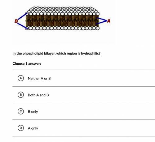 BIOLOGY SOMEONE PLS HELPDKPWOP