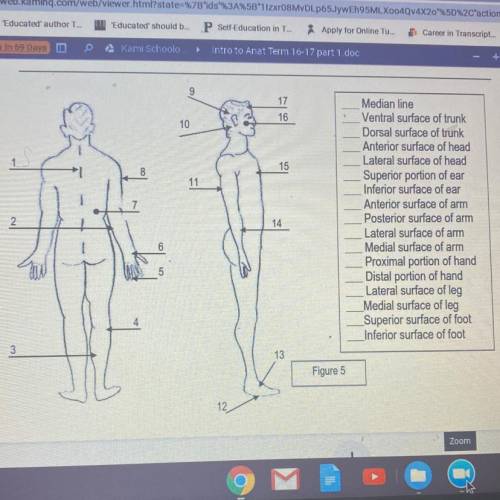 PLEASE HELP GIVING BRAINLIEST!!

9
17
10
16
8
15
11
2
14
Median line
Ventral surface of trunk
Dors