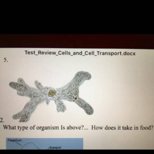 32.
What type of organism Is above?... How does it take in food?