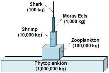 The diagram below shows the relative amounts of biomass within an ecosystem.

According to this di
